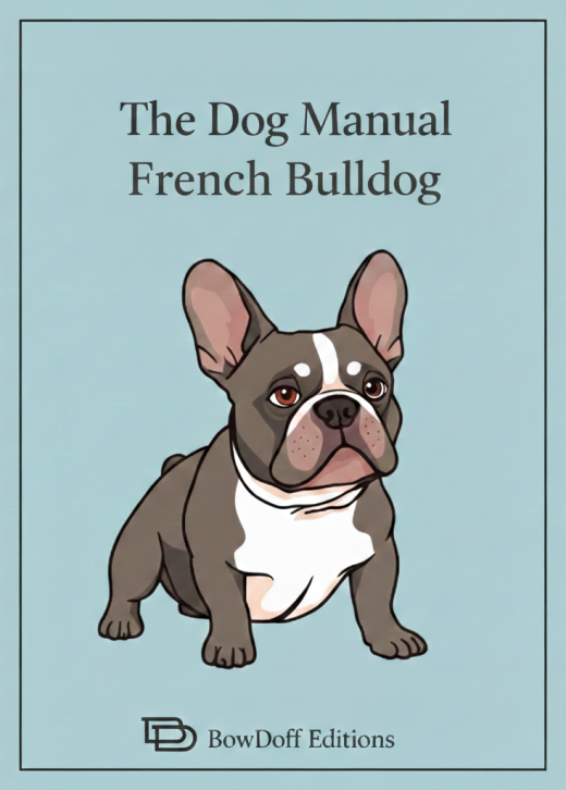 french bulldog dog portrait